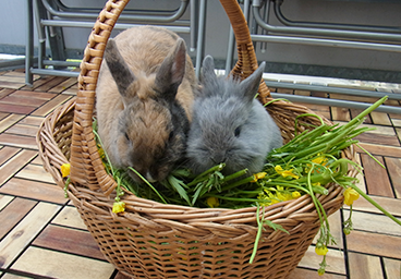 Häschen im Korb